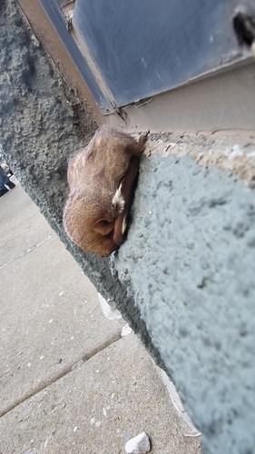 Eastern Red Bat photographed in Oklahoma