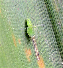 Viridictyna kikkawai