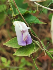 Canavalia septentrionalis