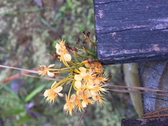 Platanthera chapmanii