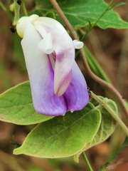 Canavalia septentrionalis