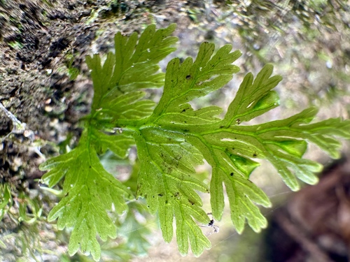 Crepidomanes bilabiatum observed 2025-05-08