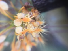 Platanthera chapmanii