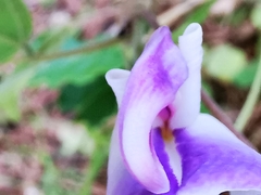 Canavalia septentrionalis