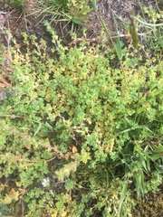 Alchemilla australis