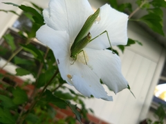 Phaneropterinae