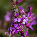 Clusterleaf Purplegorses - Photo (c) magriet b, some rights reserved (CC BY-SA)