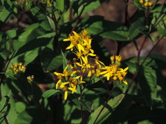 Senecio ovatus alpestris