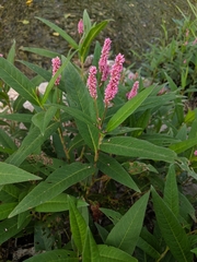 Persicaria maculosa