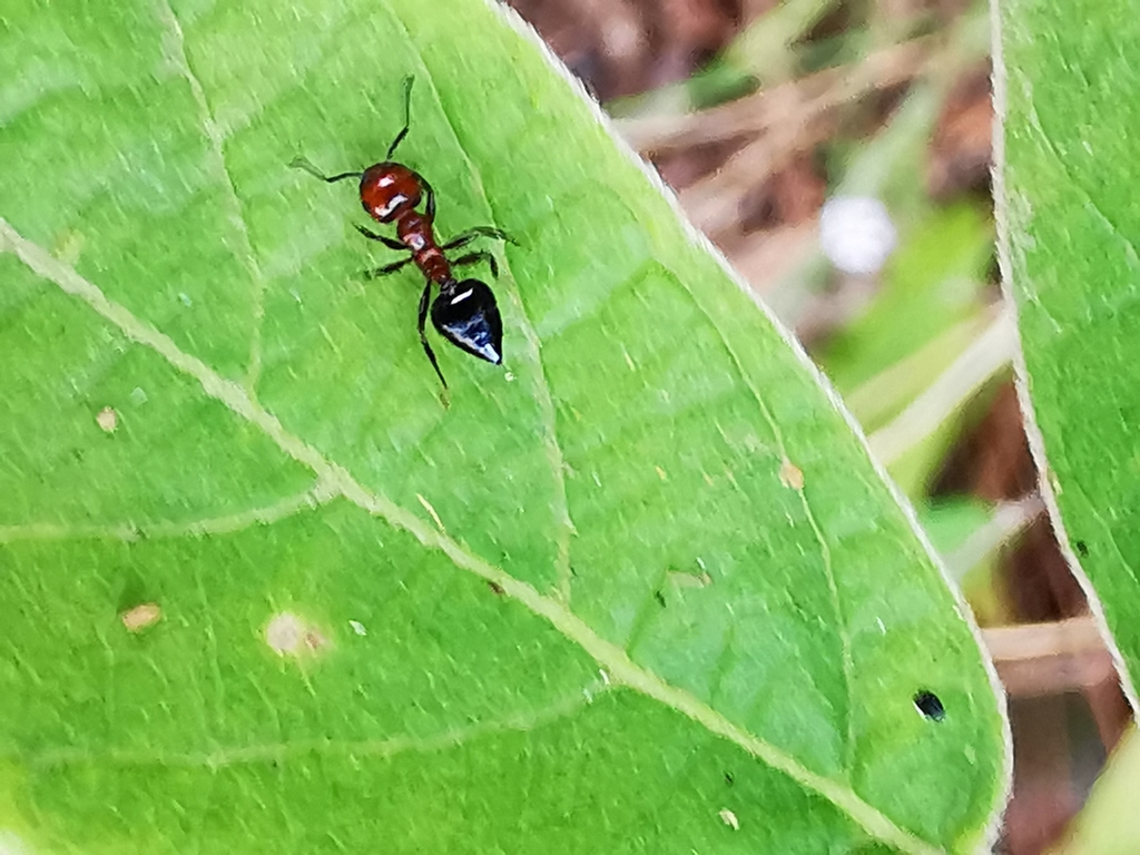 Shiny Acrobat Ant from Joyas de Anahuac, Cd Gral Escobedo, N.L., México ...