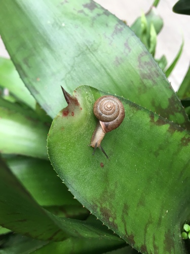 Camaenidae image