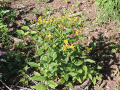 Senecio ovatus alpestris