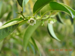 Diospyros kotoensis