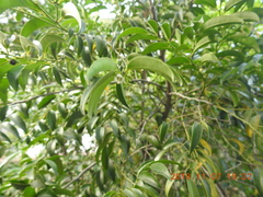 Diospyros kotoensis