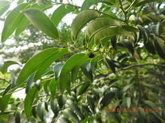 Diospyros kotoensis
