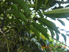 Diospyros kotoensis