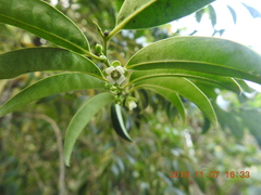 Diospyros kotoensis