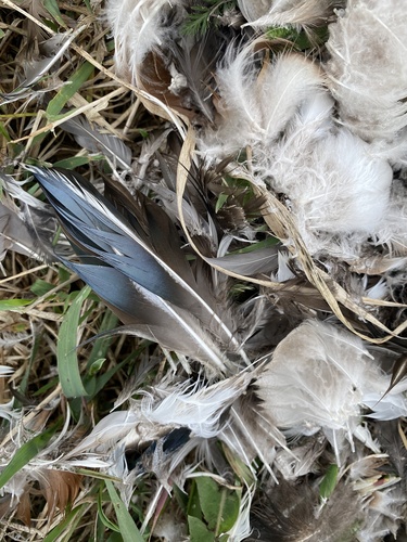 Plume de Canard souchet
