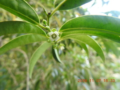Diospyros kotoensis