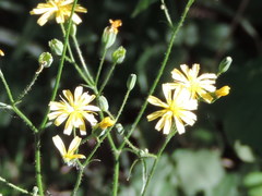 Lapsana communis communis