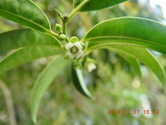 Diospyros kotoensis