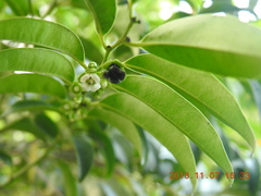 Diospyros kotoensis