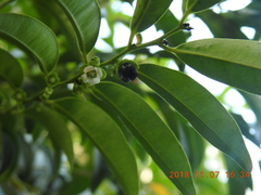 Diospyros kotoensis