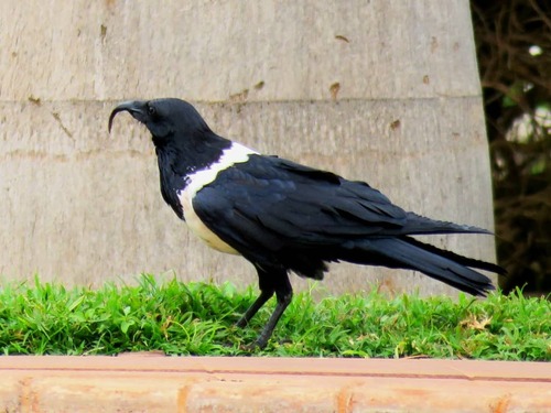 Cuervo pío (Corvus albus)