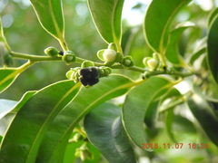 Diospyros kotoensis