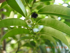 Diospyros kotoensis