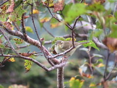 Phylloscopus xanthodryas