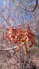 Strophanthus boivinii image