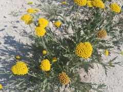 Achillea filipendulina