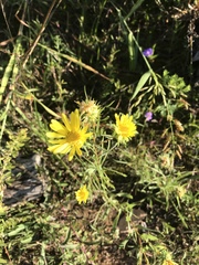 Grindelia lanceolata