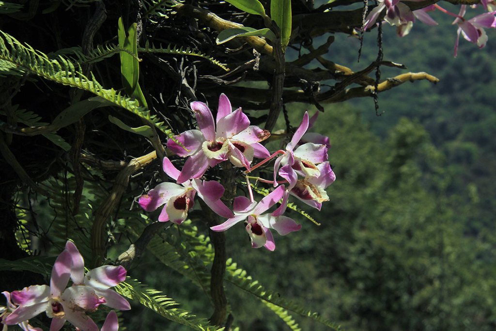 Dendrobium nobile Lindl. 3