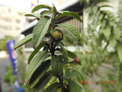 Psidium