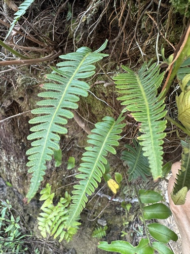 Davallia pectinata observed 2025-05-08