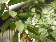 Psidium