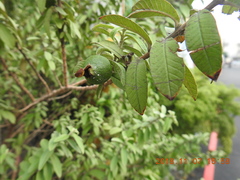 Psidium