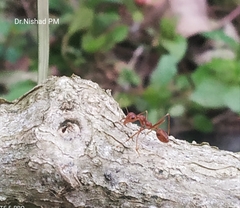 Oecophylla smaragdina