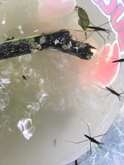 Gerromorpha