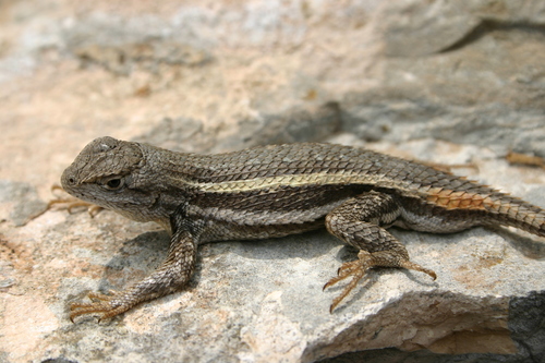 Striped Plateau Lizard