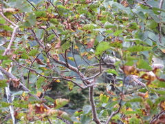 Phylloscopus xanthodryas
