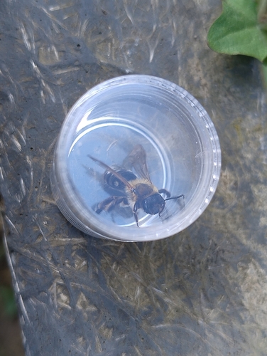 Grey-patched Mining Bee, 6525 ED Nijmegen, Netherlands, photo 8 of 10