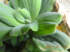 Pistia stratiotes
