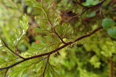 Hymenophyllum scabrum