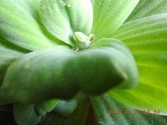 Pistia stratiotes
