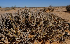 Mesembryanthemum schenkii