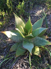 Aloe × schimperi