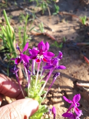 Lapeirousia pyramidalis regalis